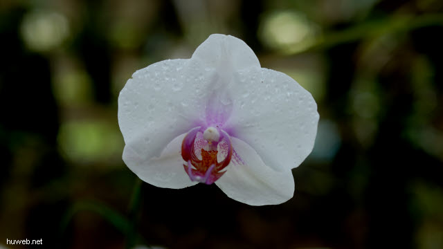 cu0155__orchidee_orchideengarten_in_soroa.jpg