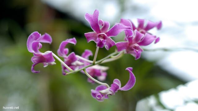 cu0158__orchidee_orchideengarten_in_soroa.jpg