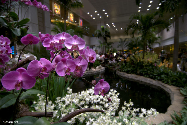 vietnam2006-006___singapur_flughafen_changi_(orchideen-garten).jpg