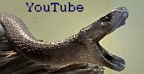 YouTube 4huweb